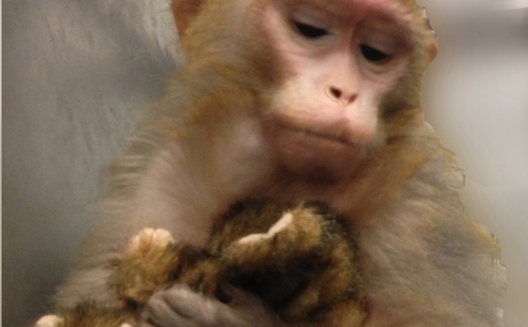 El experimento de los bebés de peluche se realizó con macacos.