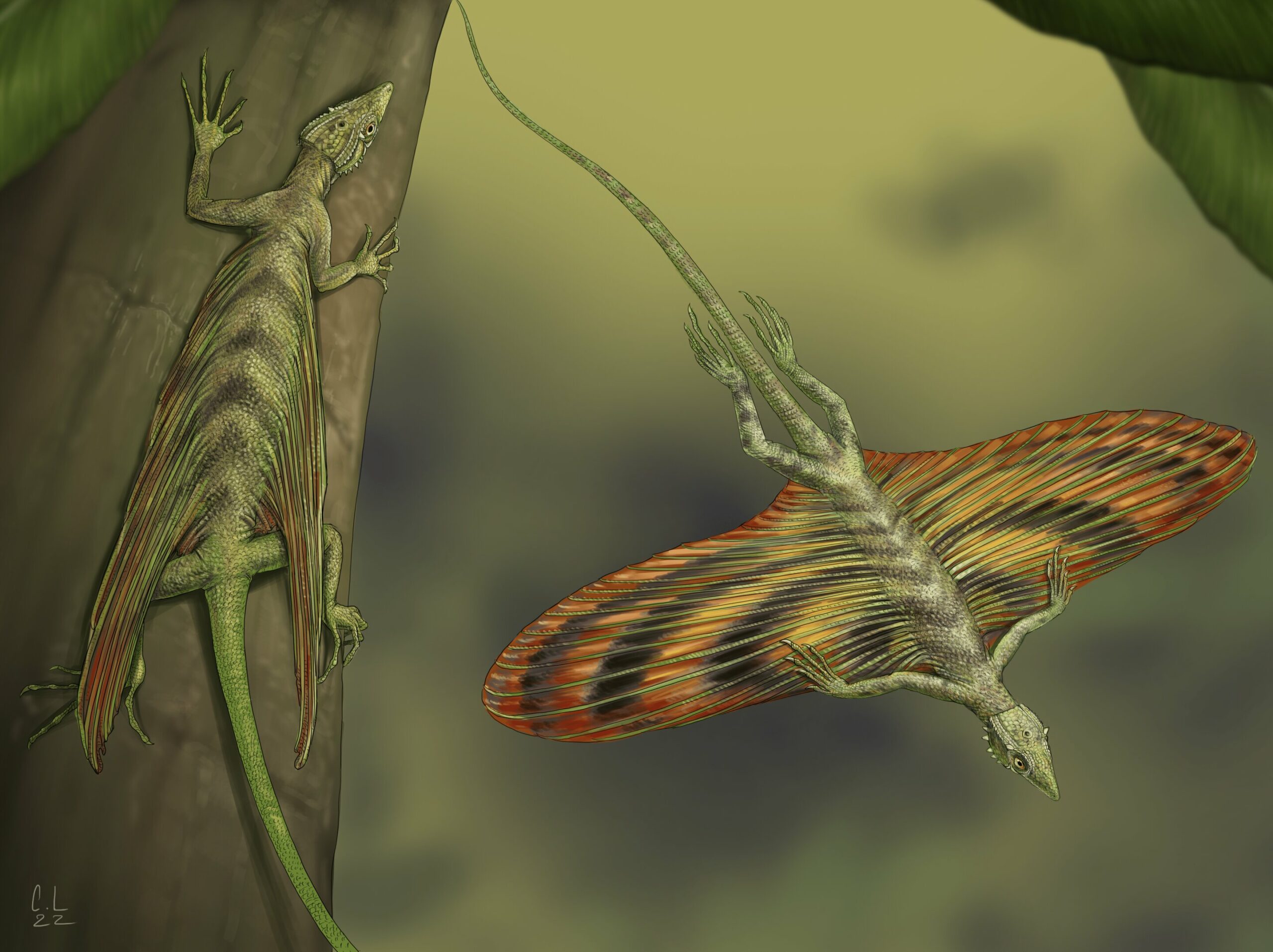 El primer reptil volador del mundo fue descrito.