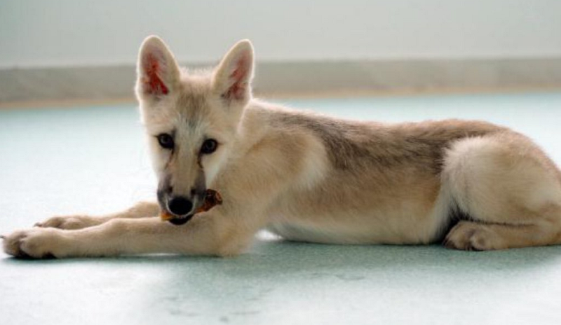 Este es el resultado de la primera clonación de un lobo ártico.