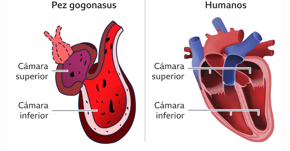 La evolución del corazón ya mostraba algunas similitudes con el corazón moderno.