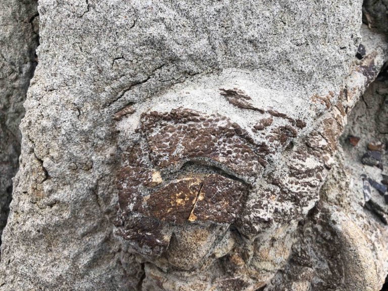La piel fosilizada es visible en la roca.