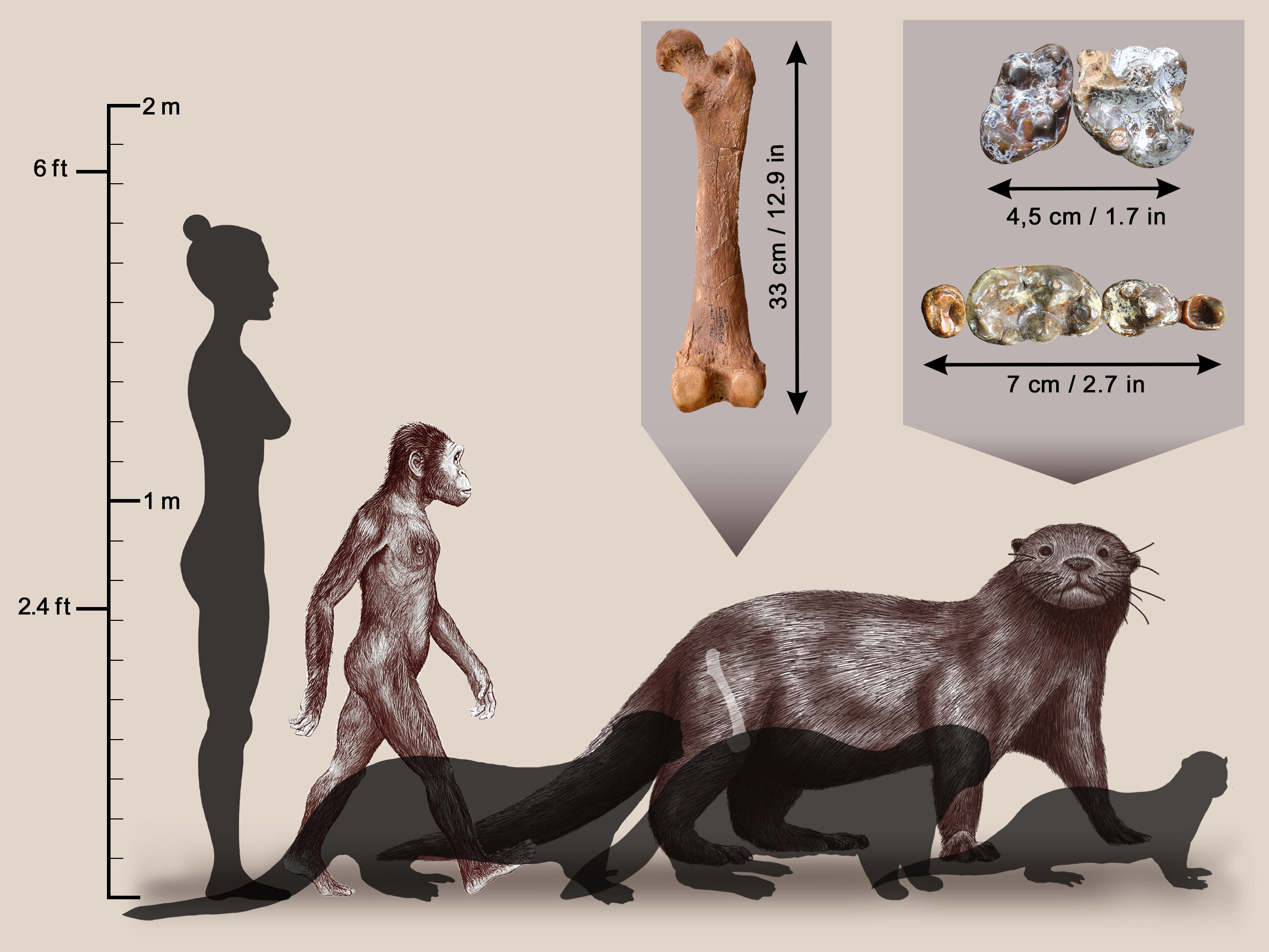Las nutrias eran grandes como leones hace unos 3 millones de años.