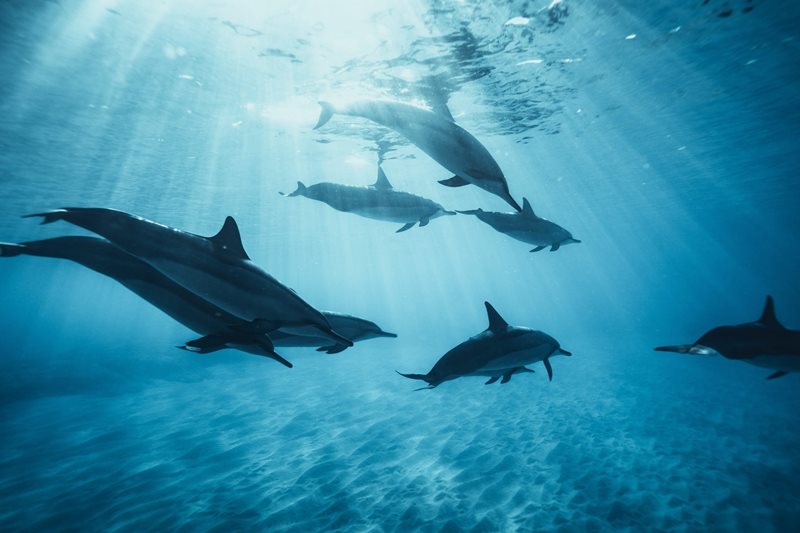 Los delfines forman enormes alianzas con objetivos específicos.