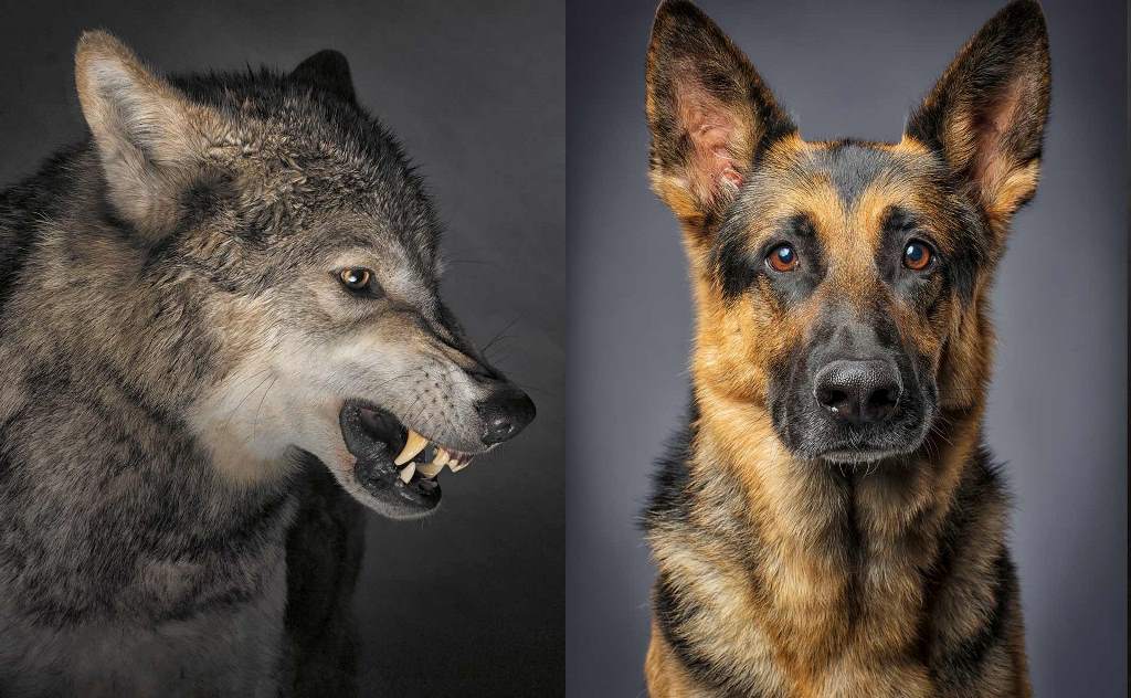 Los perros son lejanos descendientes de los lobos.