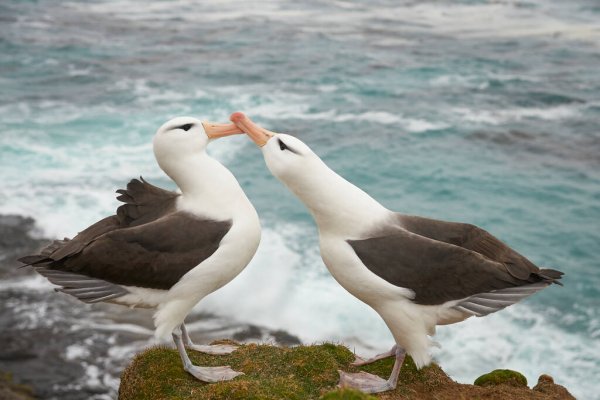 Los raros divorcios de los albatros se deben a la actitud del macho.