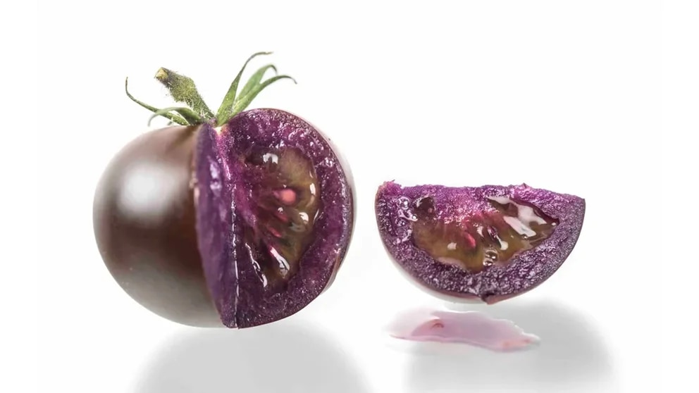 Los tomates violetas con genética modificada llegarán a más personas.