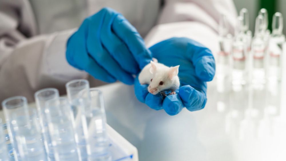 Se logró realizar un trasplante de neuronas humanas a ratones.