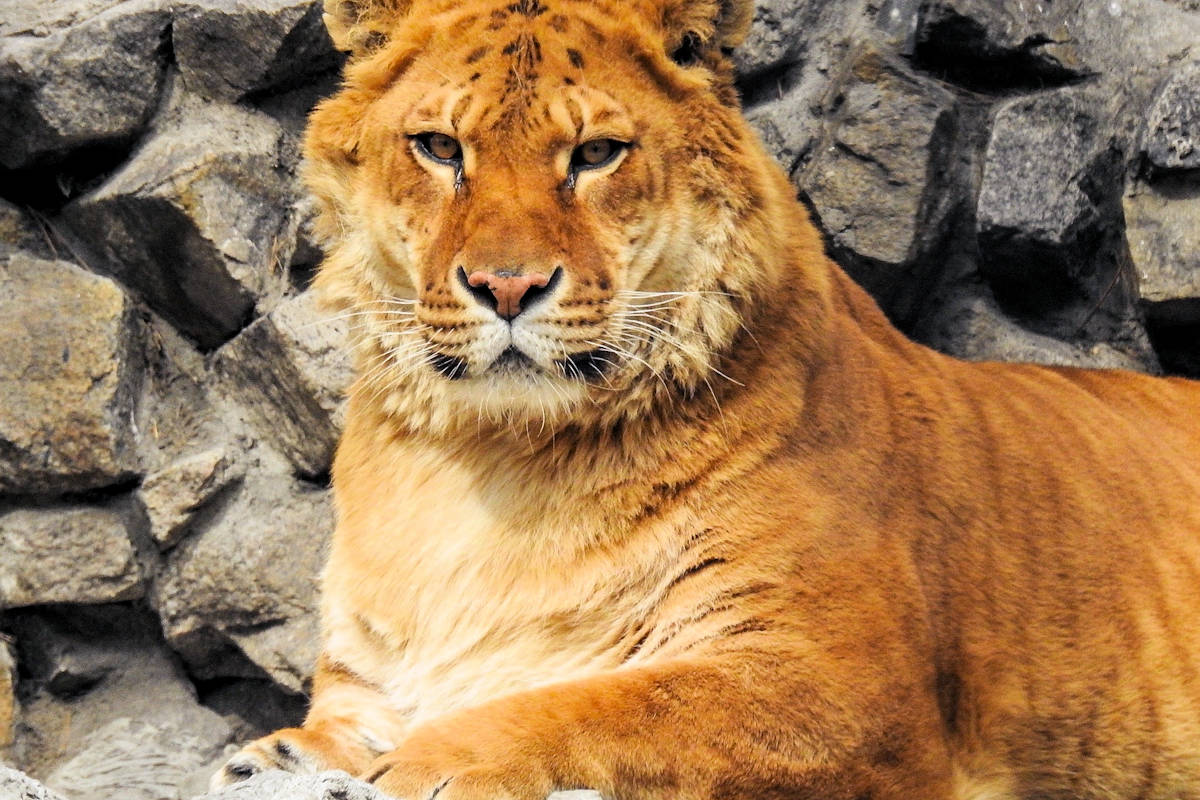 El cruce entre un león y una tigresa es el ligre, uno de los extraños híbridos de animales.