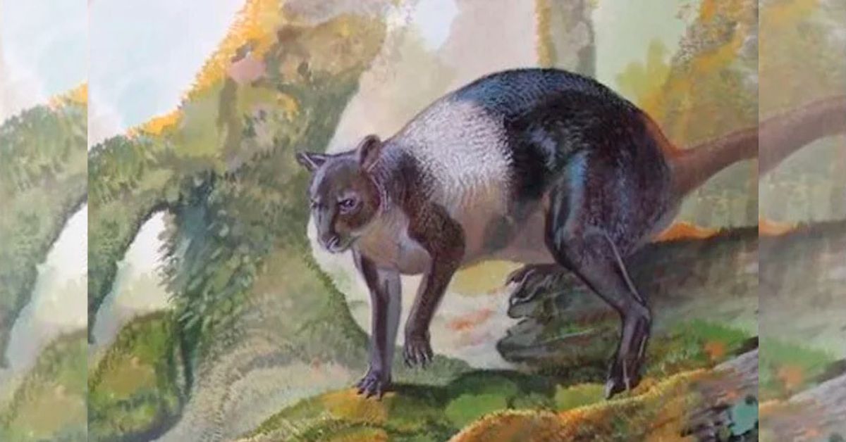 Hubo canguros gigantes hace 20 mil años, cerca de donde vivían humanos.