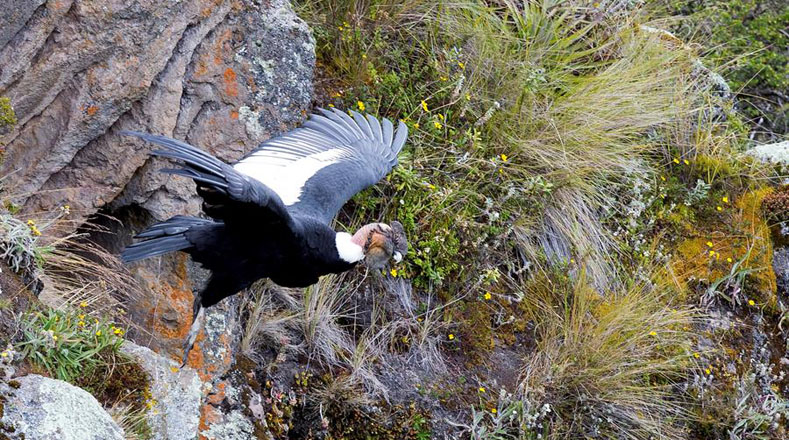Las aves de regiones montañosas tienden a evolucionar con alas más grandes.
