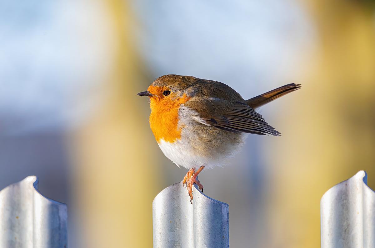 Las aves migratorias se están empequeñeciendo, de acuerdo a un revelador estudio.