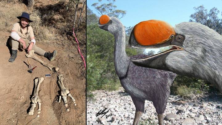 Las patas del ave más grande de la Historia se hallaron en un yacimiento de fósiles.