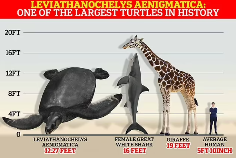Este es el tamaño de la tortuga en escala con especies actuales.