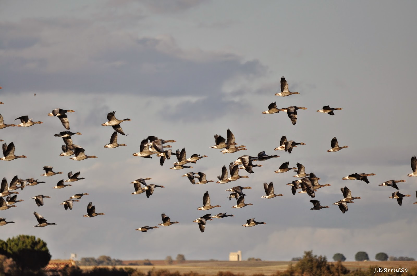Los fuegos artificiales afectan la migración de aves de forma permanente.