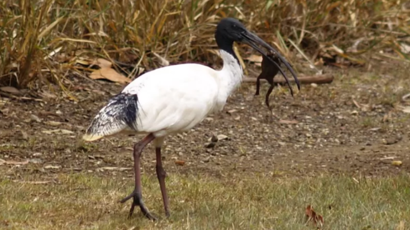 El ave que puede comer sapos venenosos, el ibis australiano.