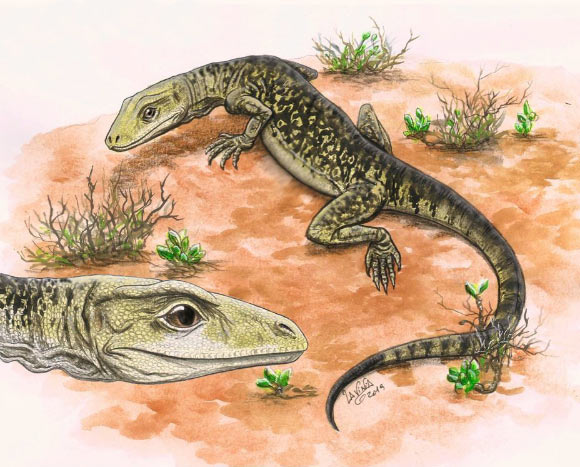 Esta es una reproducción del fósil de lagarto perdido en un museo.