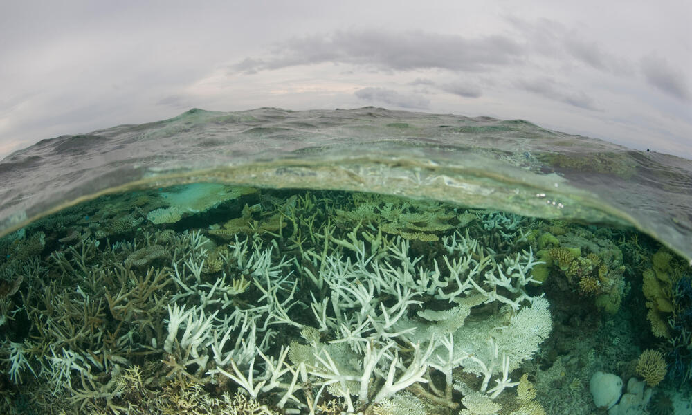 El peligro de los corales blancos se extiende a las especies cercanas.