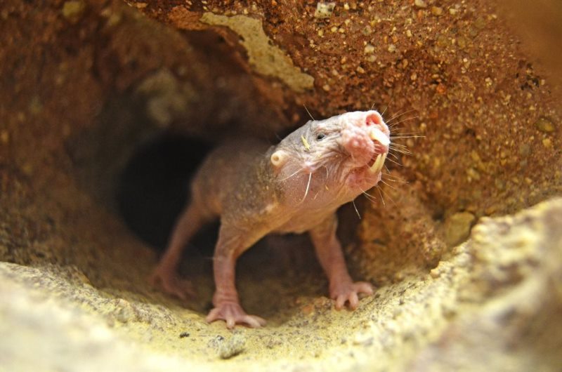 Los mamíferos que no envejecen, las ratas topo desnudas.