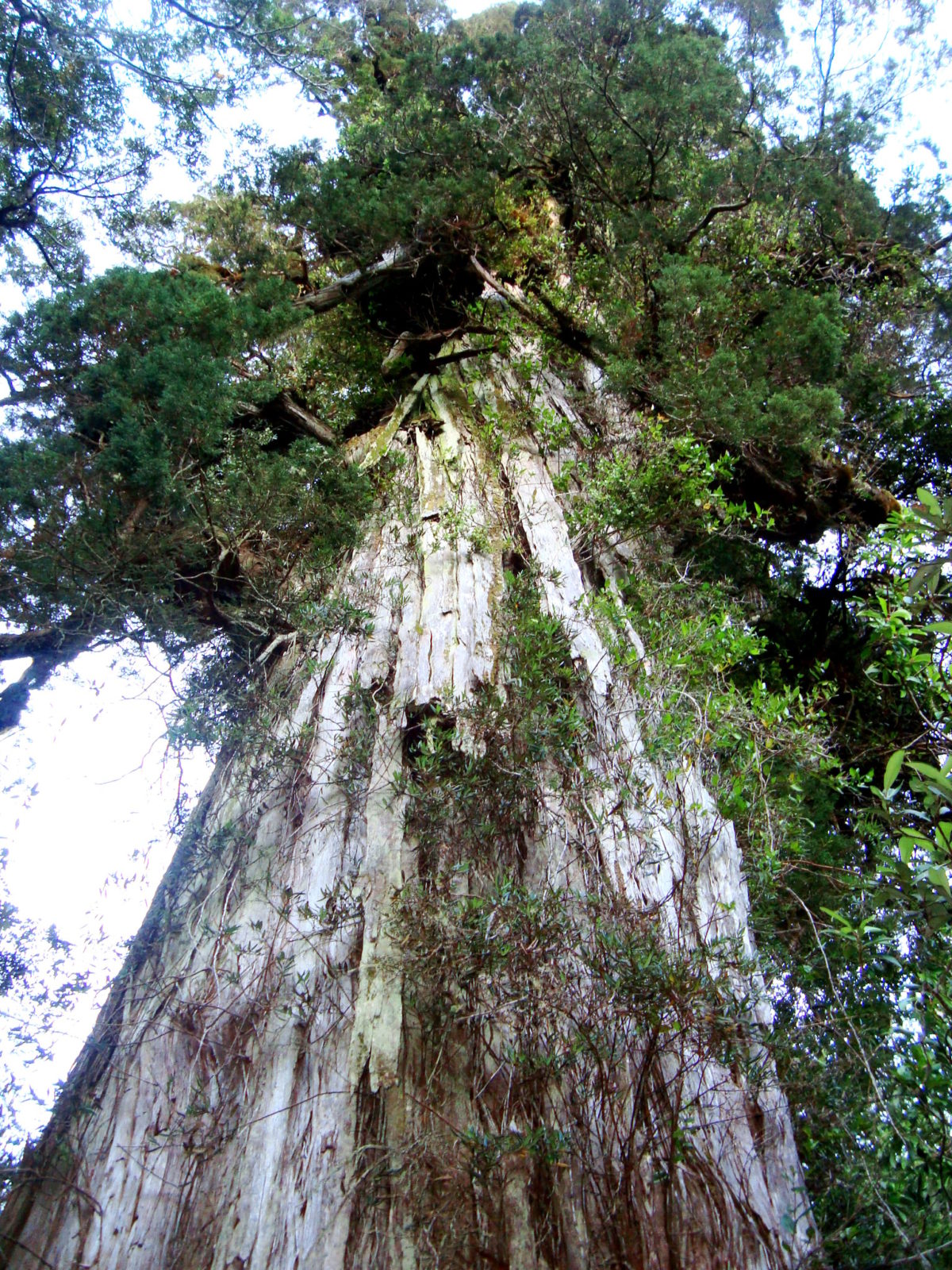 El árbol más viejo de la Tierra está en Chile.