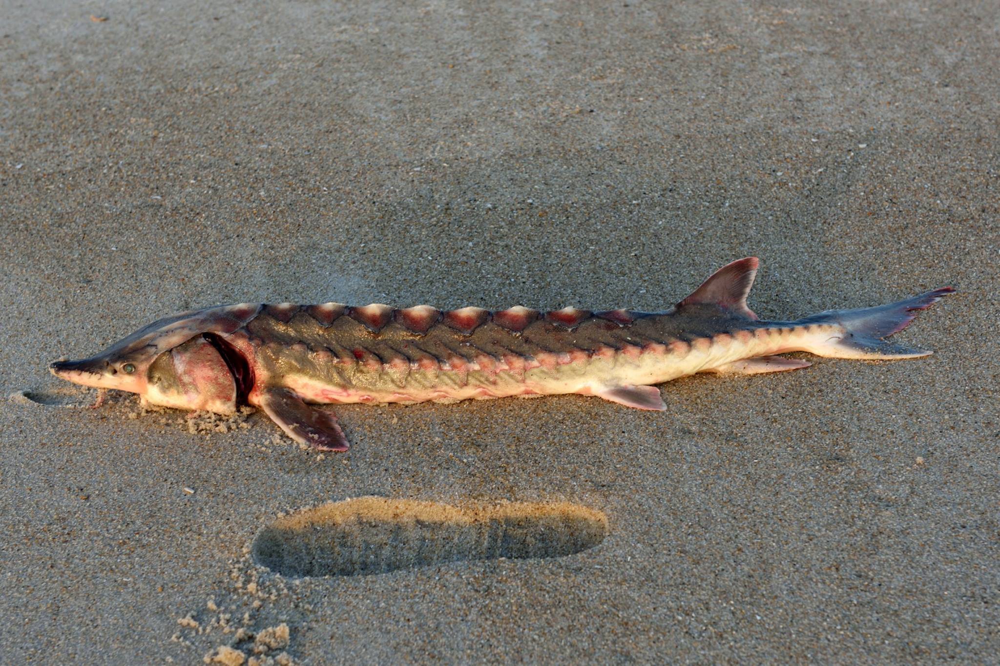 El pez prehistórico que apareció en la playa está en peligro de desaparecer.