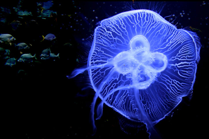 La bioluminiscencia está presente en muchos animales.