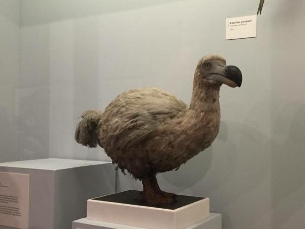 La obsesión por resucitar al pájaro dodo parece una frivolidad.