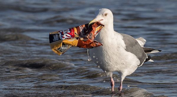 El plástico contamina las aves de maneras desconocidas hasta ahora.