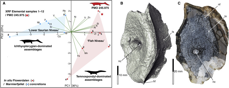 Los fósiles hallados cambian lo que se sabía de estos peces lagarto.