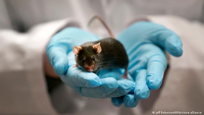 Los ratones nacidos de dos padres son un éxito de la ingeniería biológica.