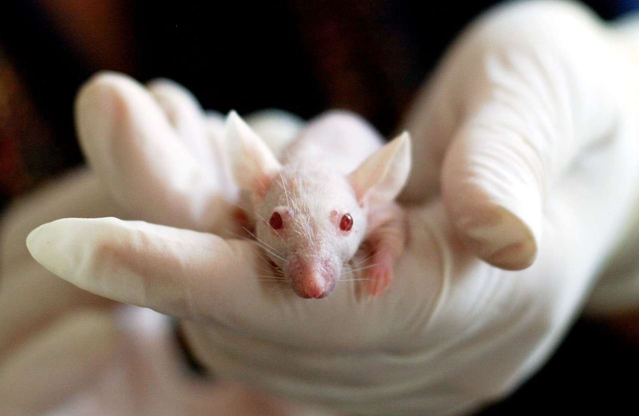 nacimiento de ratones