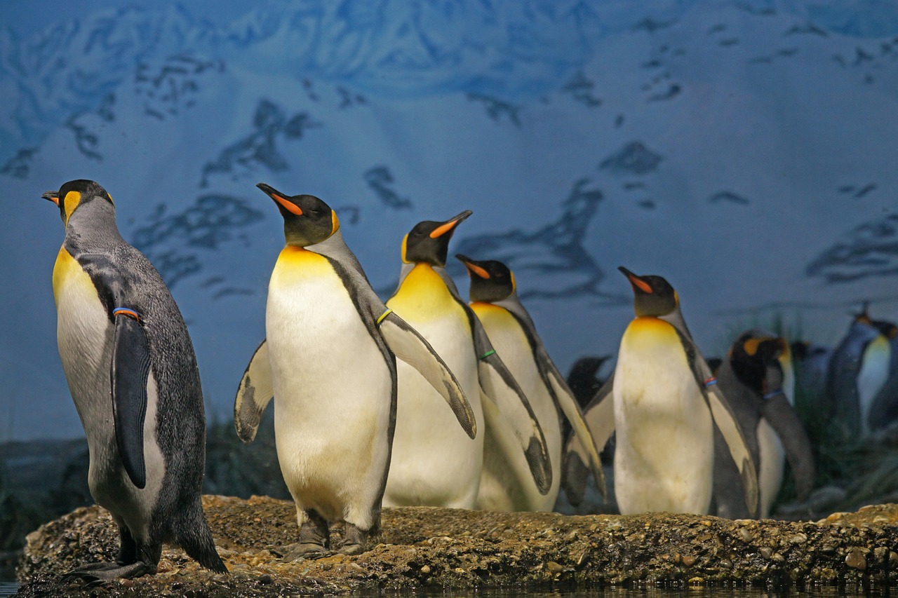 Pingüinos Rey o Emperador