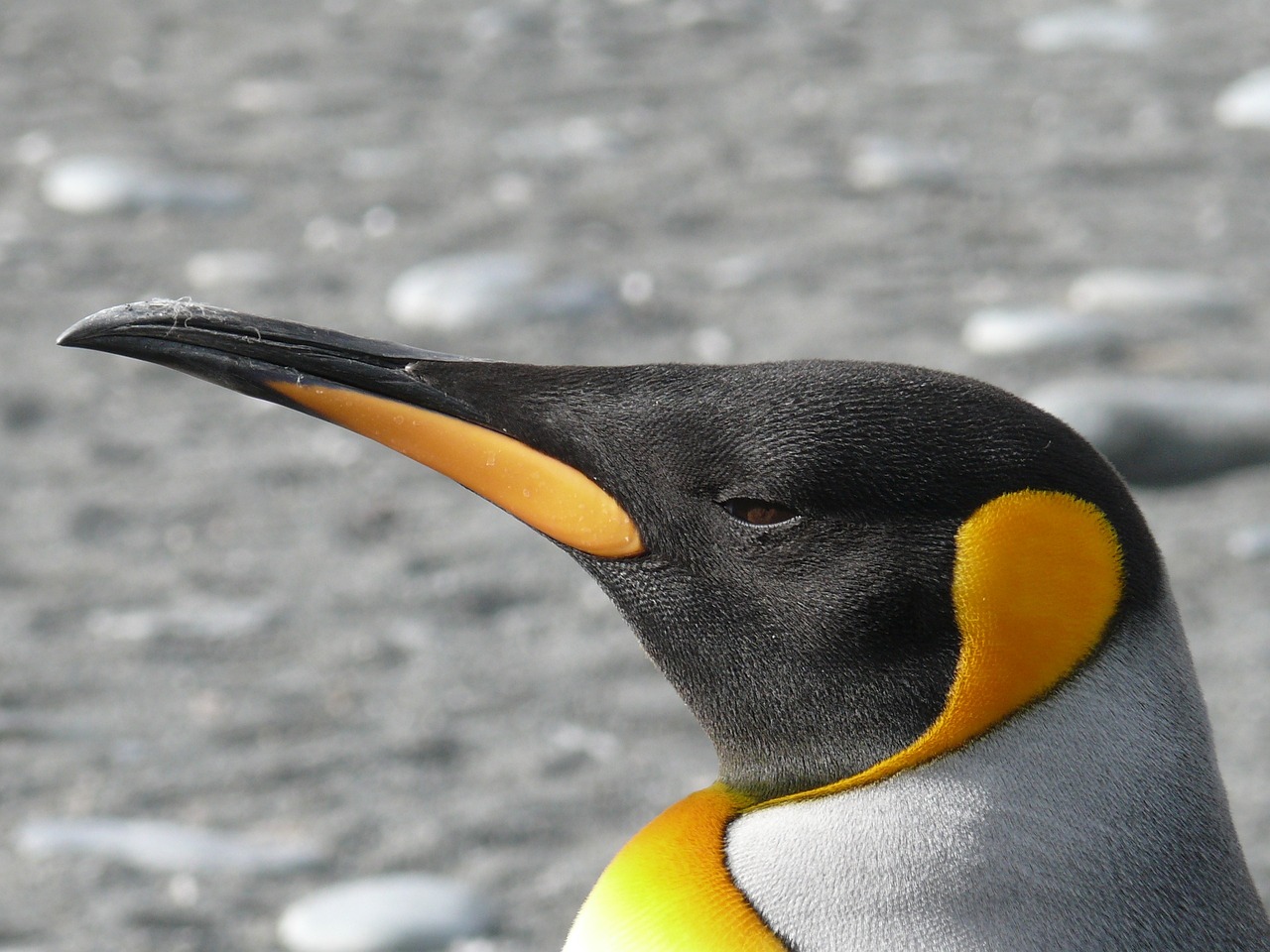 Operan de cataratas a pingüinos Rey