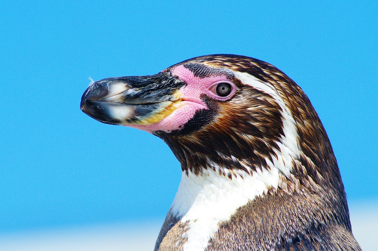 Operan de cataratas a pingüinos Humboldt
