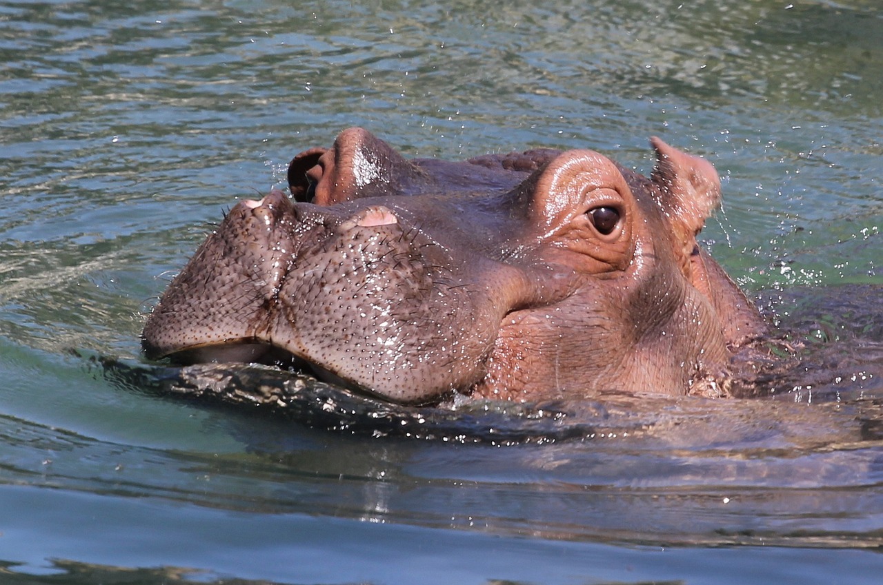 El hipopótamo es un animal semi acuático