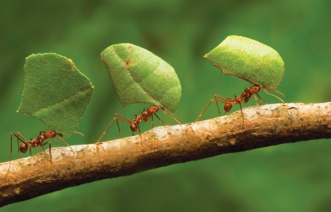 ¿Cómo las hormigas poblaron el mundo? Siguiendo a las plantas.