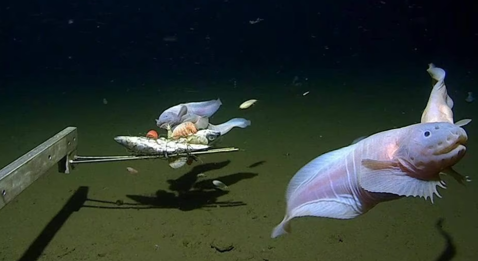 El pez capturado en el fondo del mar es un récord de profundidad.