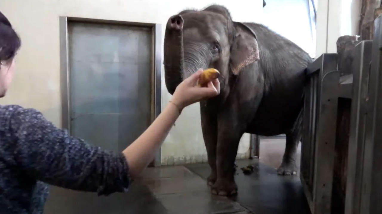 La elefanta que aprendió a pelar plátanos sorprendió por sus habilidades.