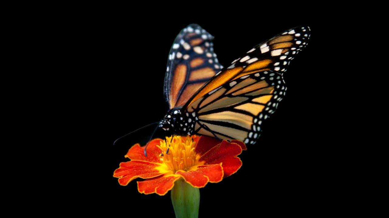 La pintura inspirada en las mariposas es la más ligera del mundo.