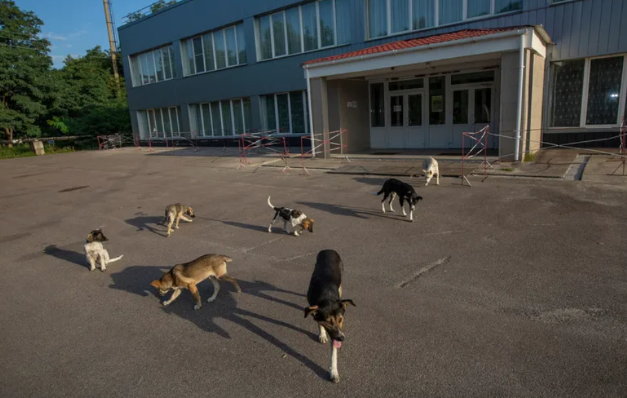 Los perros radioactivos de Chernóbil deambulan por allí, y han sufrido algunas mutaciones.