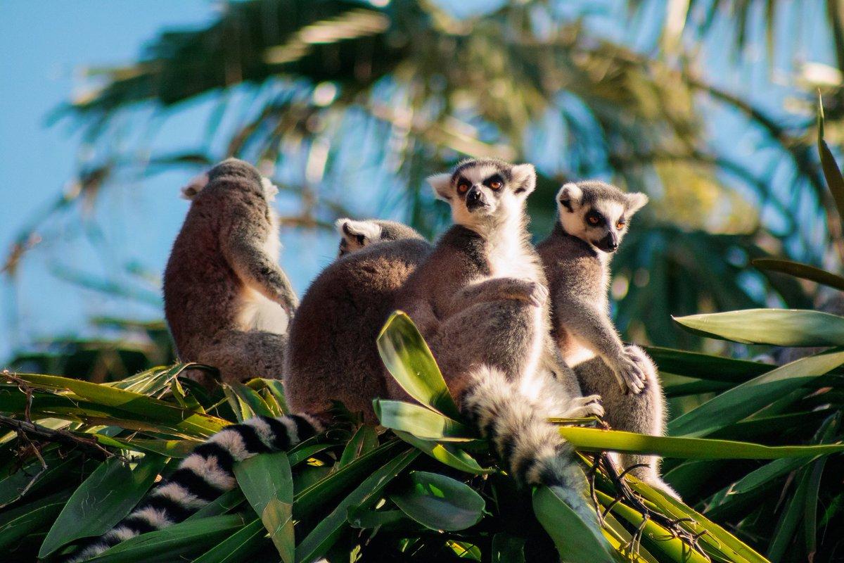 El origen de la fauna de Madagascar se explica por una controvertida teoría.