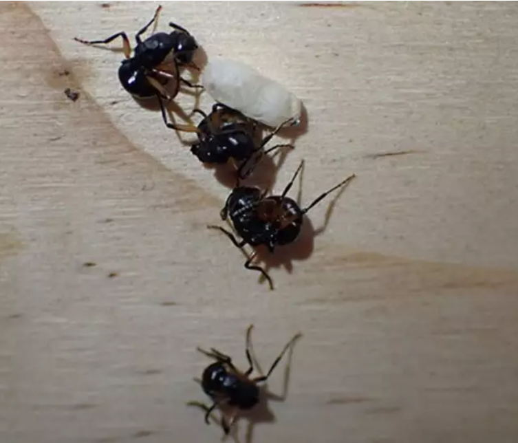 Las hormigas que se hacen las muertas lo usan como estrategia defensiva.