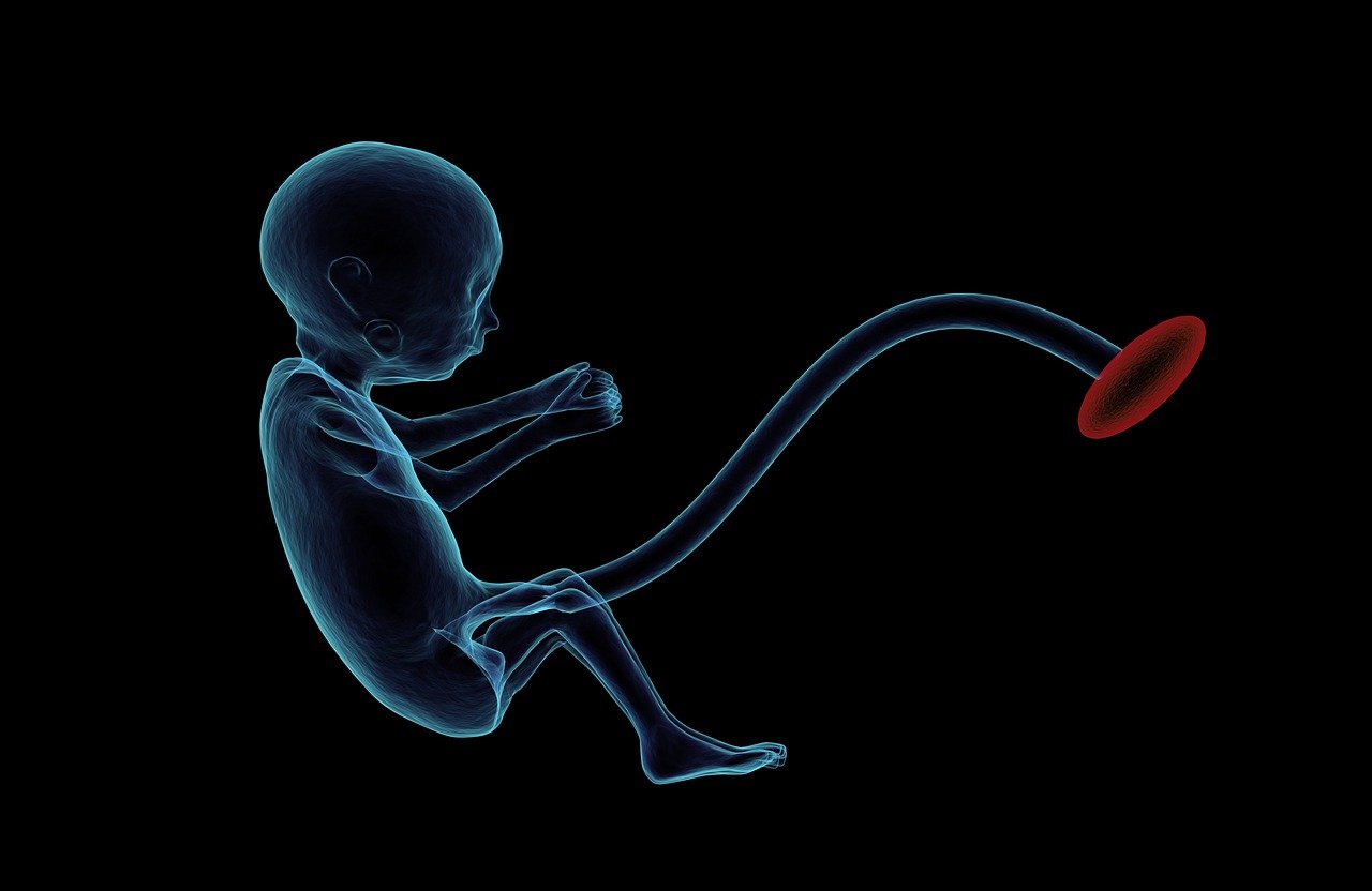 Células madre del feto