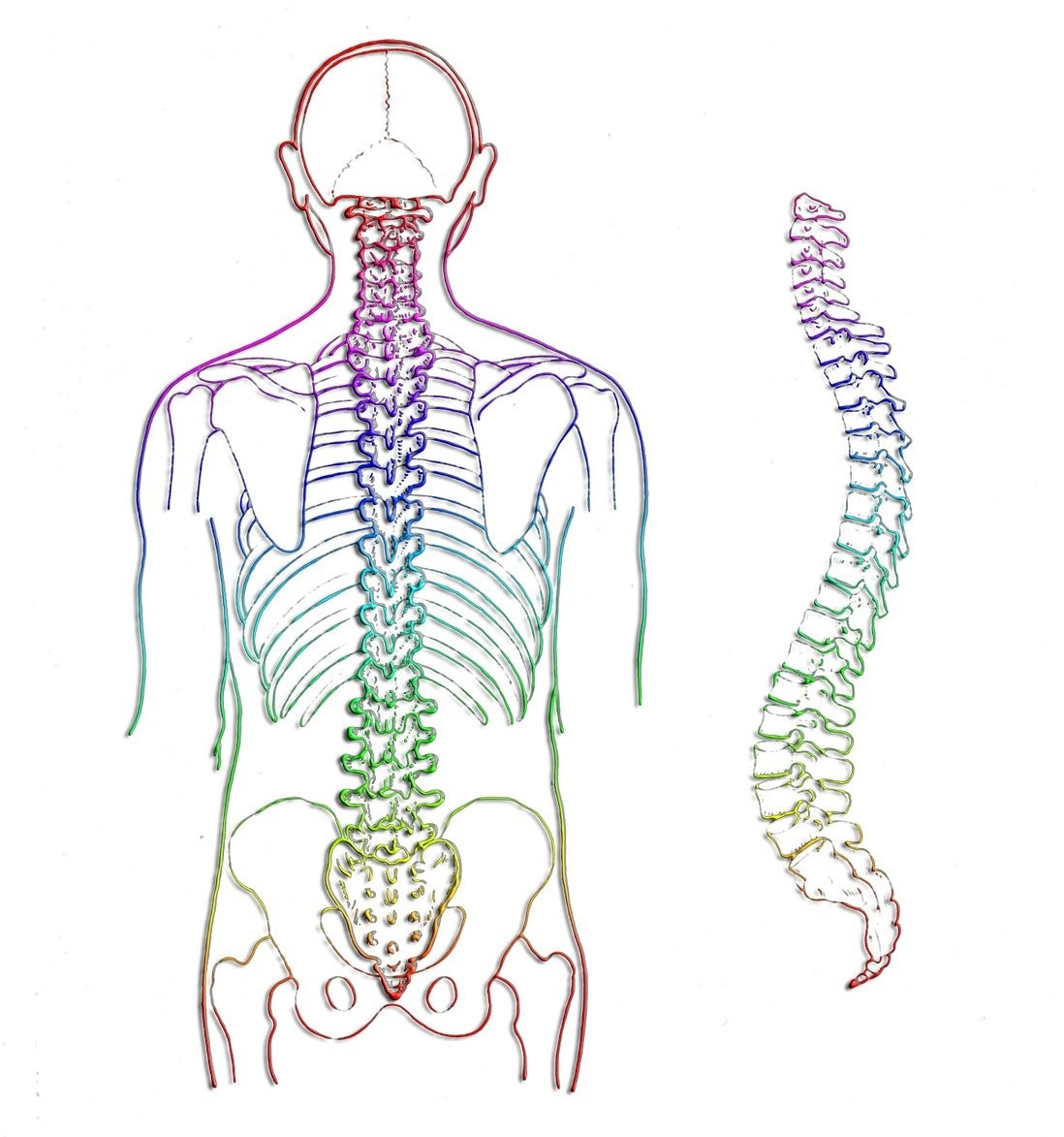 columna vertebral del cuerpo humano