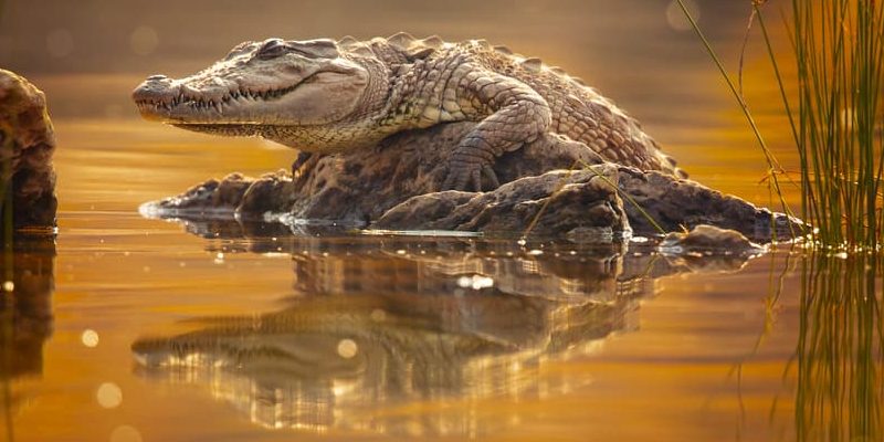 La cocodrilo que se reprodujo sin ayuda es el primer caso registrado en estos reptiles.
