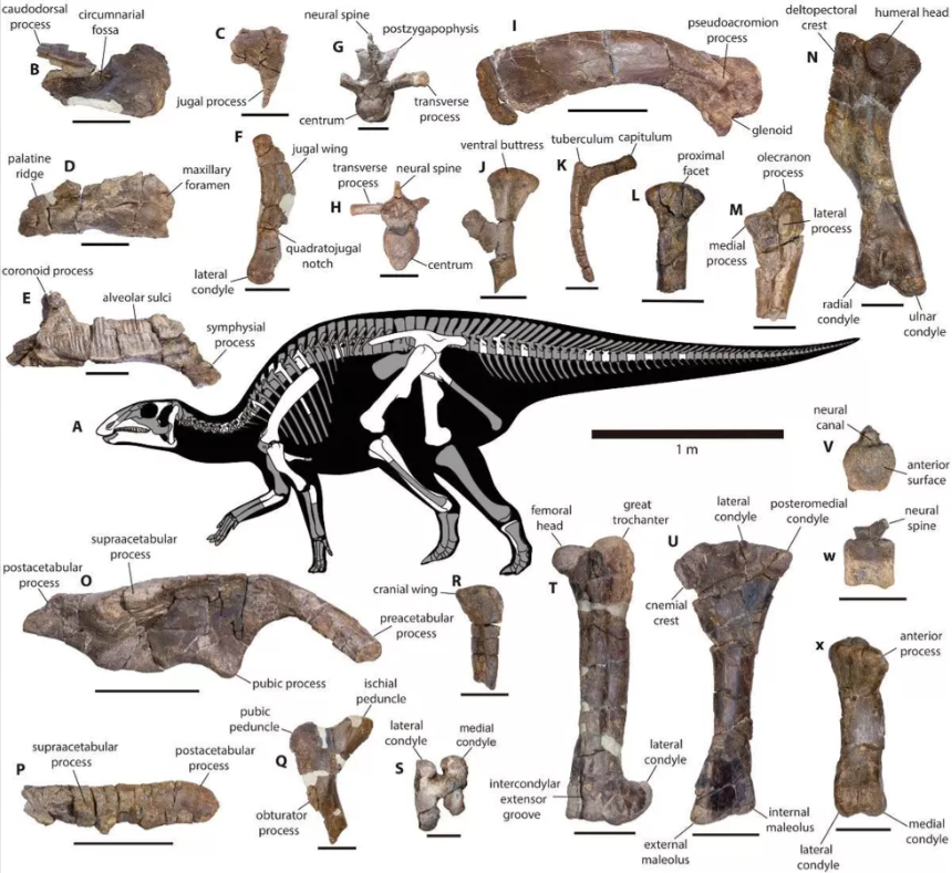 Los huesos del dinosaurio con pico de pato estaban al sur de Chile.
