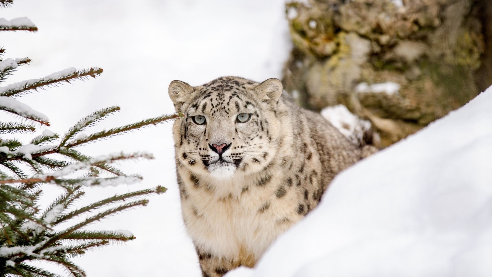 Se logró captar leopardos de las nieves en video.