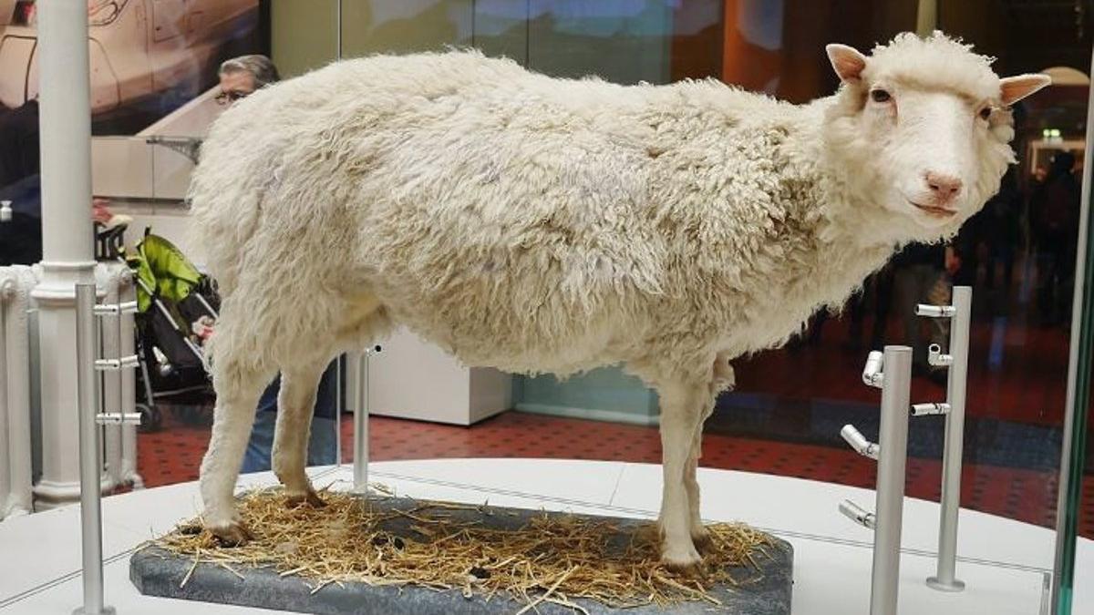 Ella es la oveja Dolly, el primer animal clonado.
