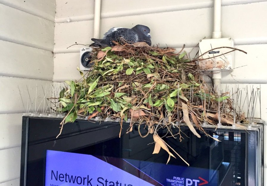 Esta paloma construyó su nido... en medio de un alambre de púas puesto para ahuyentarla.