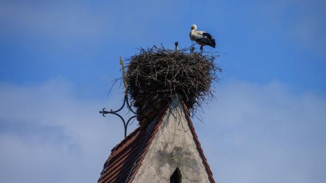 Las aves utilizan alambre de púas para proteger sus propios nidos.