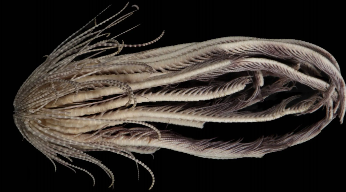 La nueva criatura marina de 20 brazos fue captada por los investigadores en la Antártida.